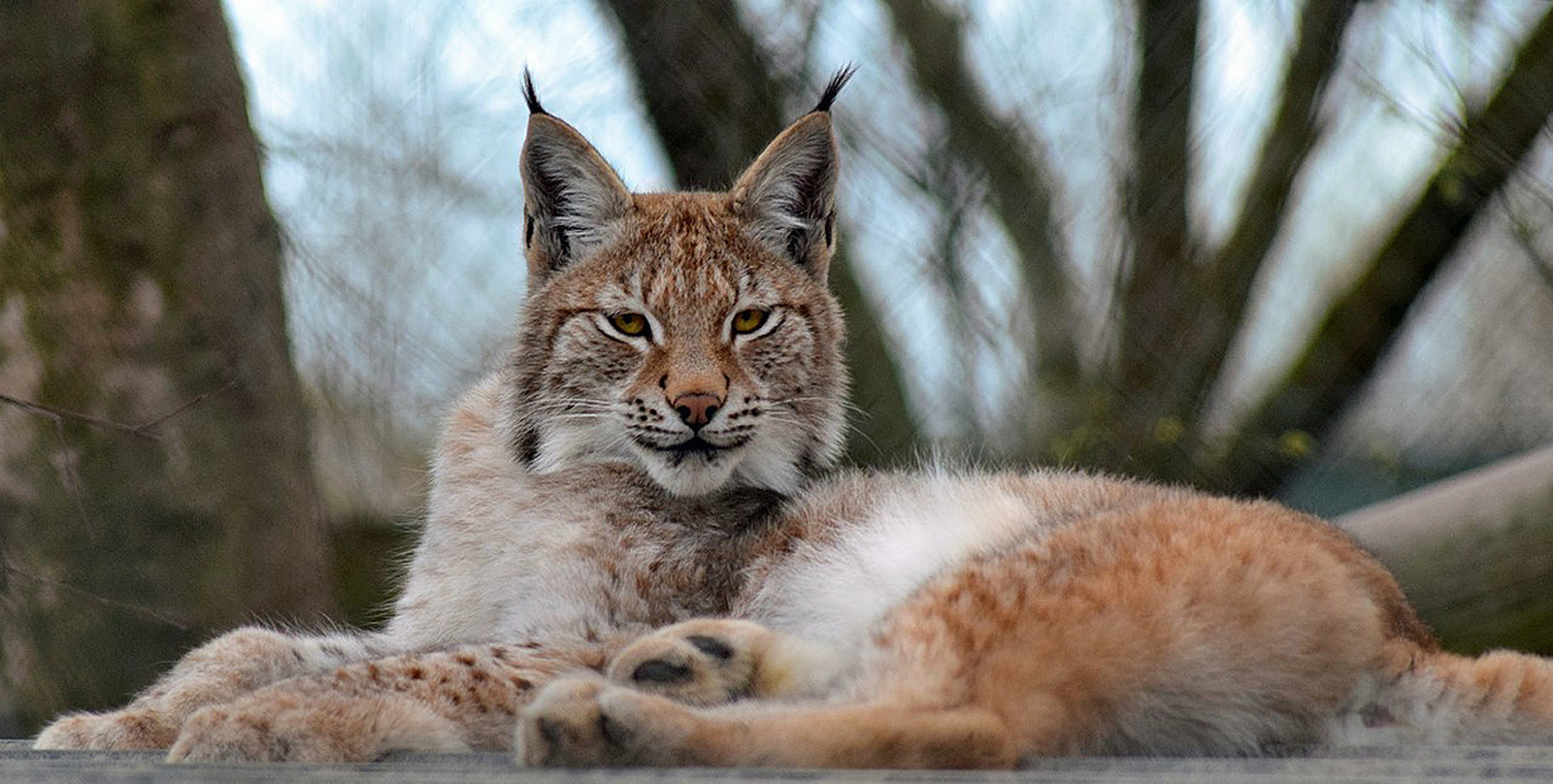 newborn lynx