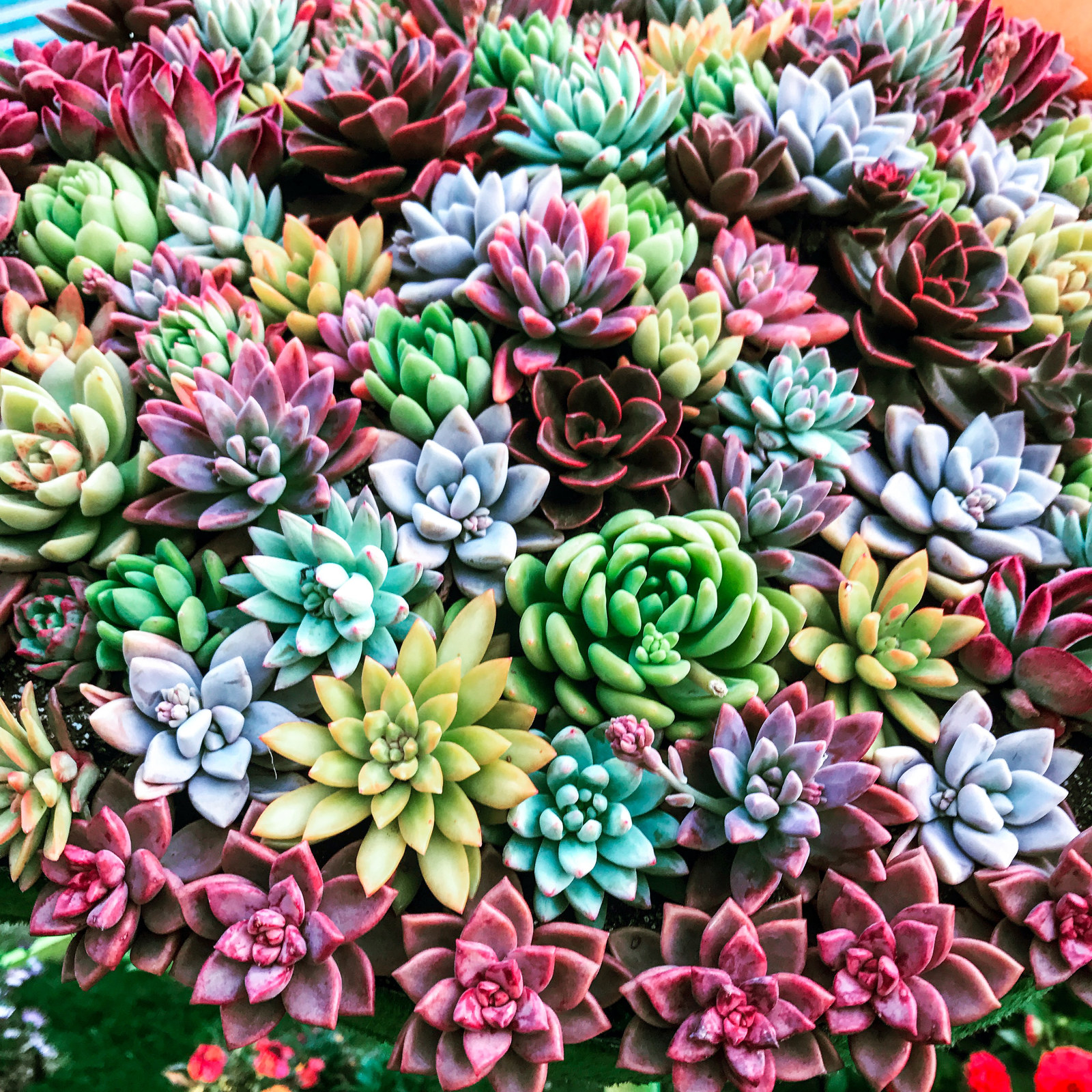 Button Succulent Lover Echeveria Pin Gifts for Gardeners