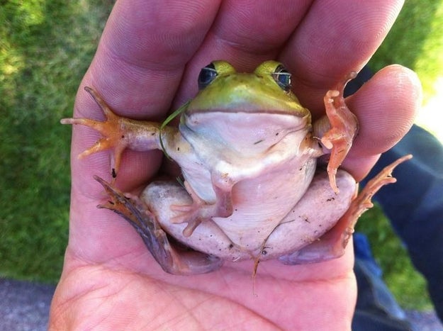 This frog with an extra leg coming out of its stomach.