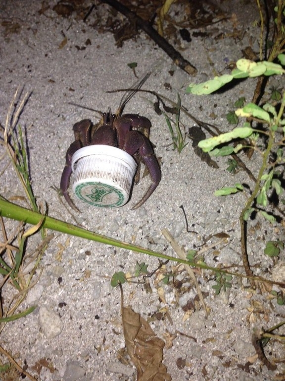 This hermit crab that turned a Sprite cap into its shell.