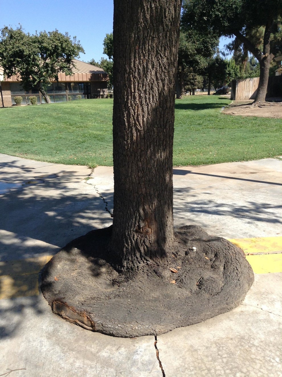 21 Trees That Don't Have Time For Your Bullshit