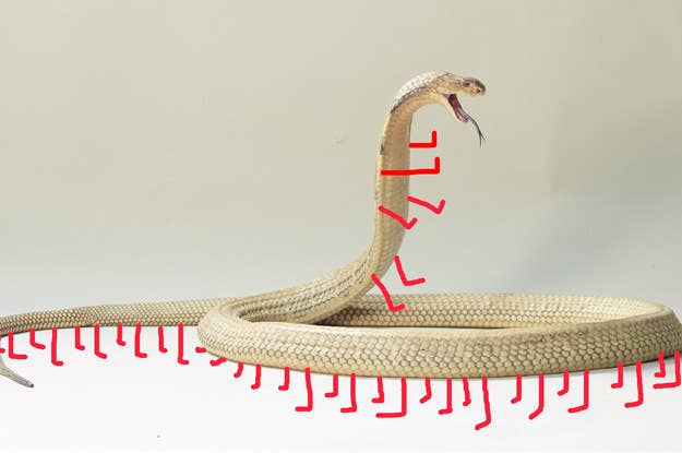 Please Help Me Answer This Very Important Snake Question