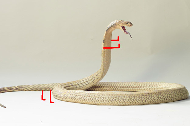 Like, IF snakes had legs, would they have four legs, strategically placed at either ends of their bodies?