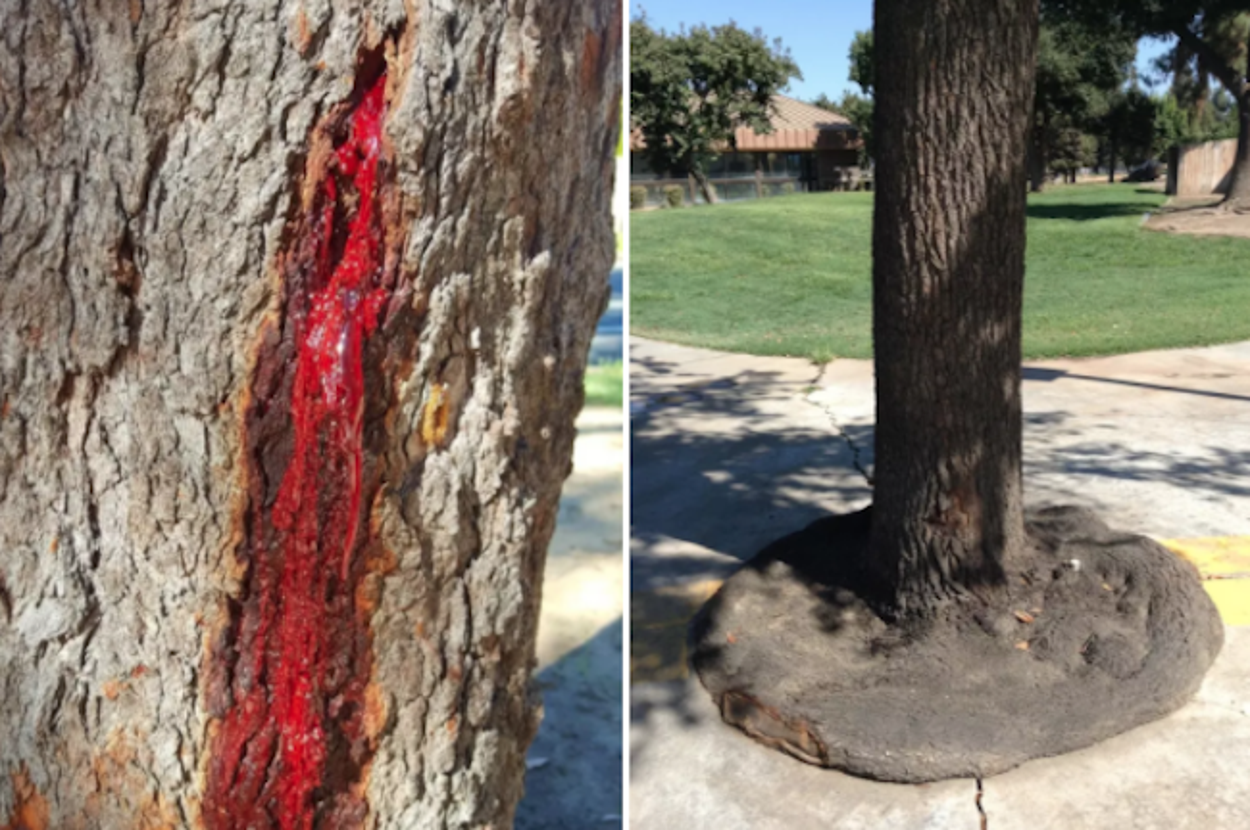 21 Trees That Don’t Have Time For Your Bullshit
