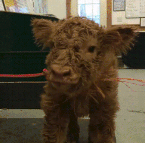 Every office should have a "bring your cow to work day".