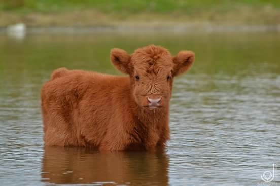 Can cow swim