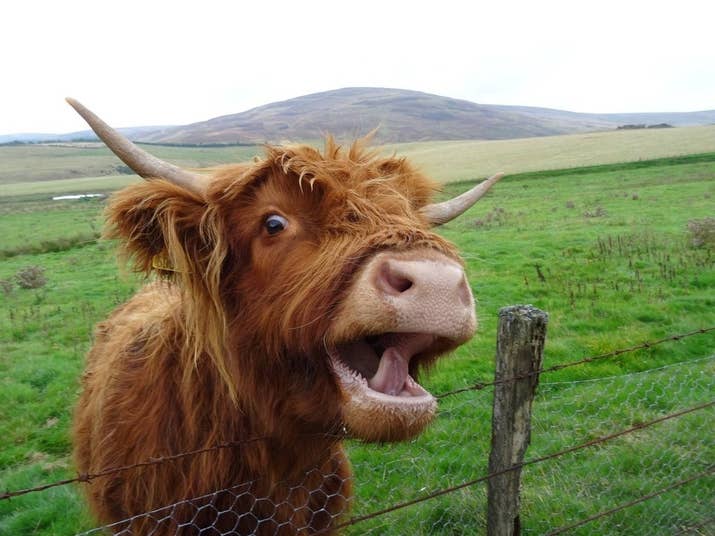 Image result for highland cow