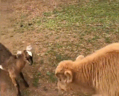 And chase things. This goat was cool with it though.