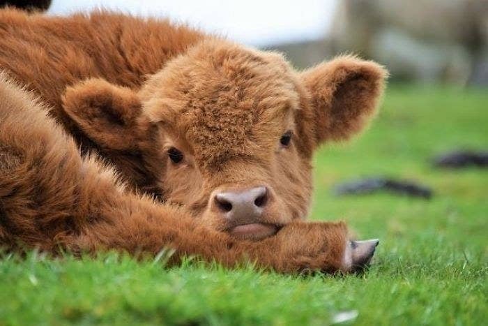 19 Cute Af Photos That Prove That Fluffy Highland Cows Dogs Do you love the idyllic cottagecore life? fluffy highland cows dogs