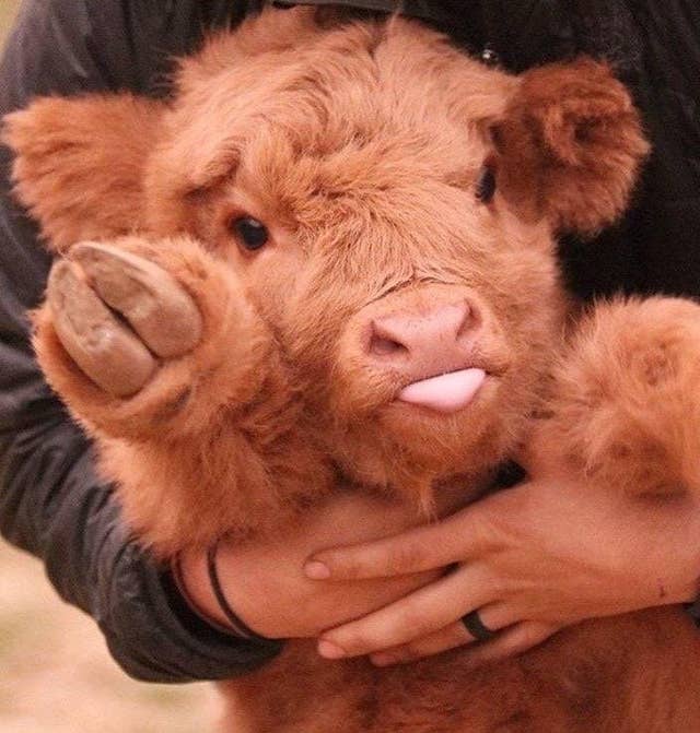 19 Cute Af Photos That Prove That Fluffy Highland Cows Dogs Check out this fantastic collection of cow wallpapers, with 47 cow background images for your desktop, phone or tablet. fluffy highland cows dogs