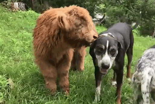 Spoiled' Mini Highland Cow That Acts Like a Dog Is Just Too Cute