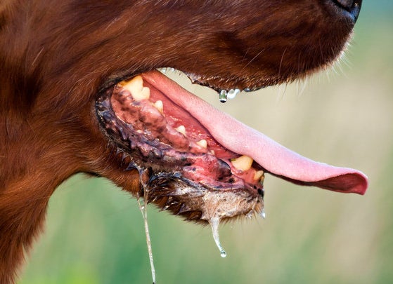 Why you shouldn’t put your face in a dog’s face?