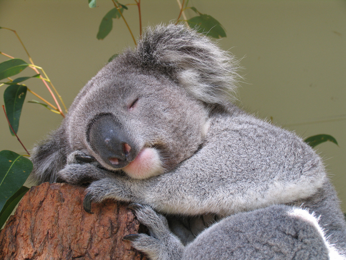 2017年のかわいい動物大賞は 寝ているコアラ に決まりました