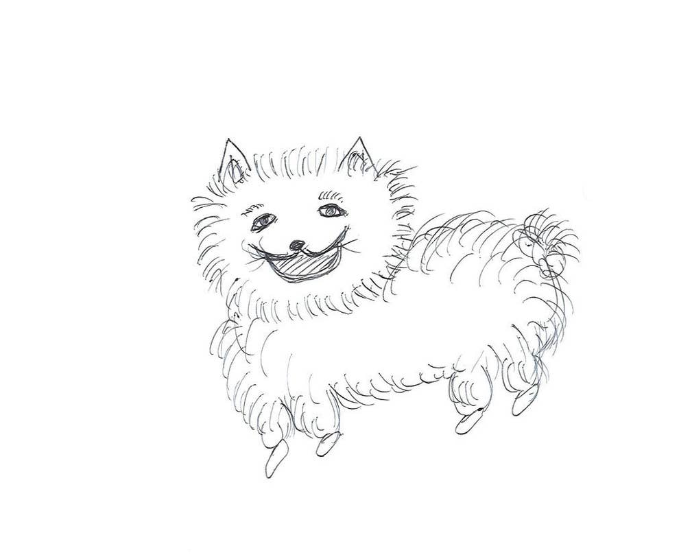 How To Draw A Pomeranian Step By Step