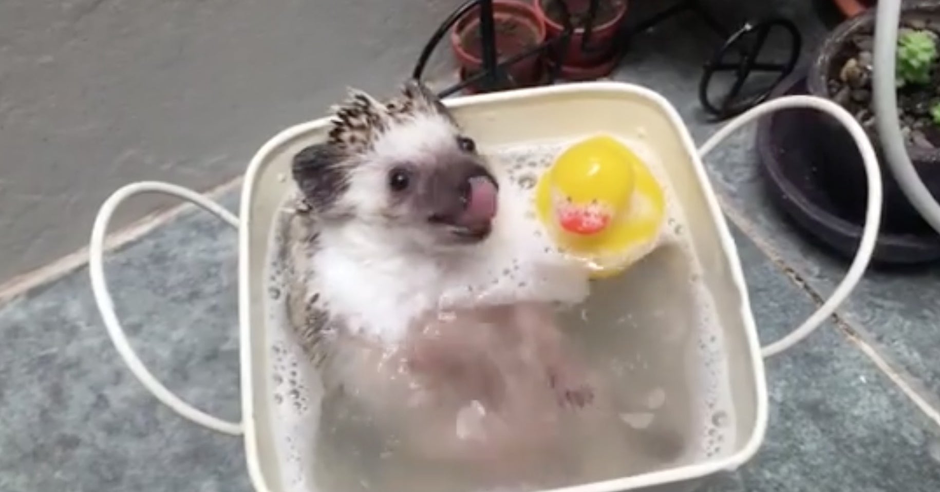 お風呂でキャッキャしているハリネズミが天使級の可愛さだから 見てみて