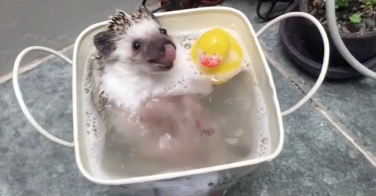 お風呂でキャッキャしているハリネズミが天使級の可愛さだから 見てみて お風呂でキャッキャしているハリネズミが天使級の可愛さだから 見てみて