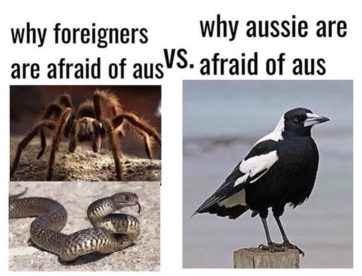 Literally Just 100 Fucking Hilarious Australian Memes