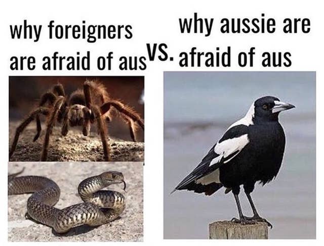 Lavet til at huske velstand Trafikprop Literally Just 100 Fucking Hilarious Australian Memes