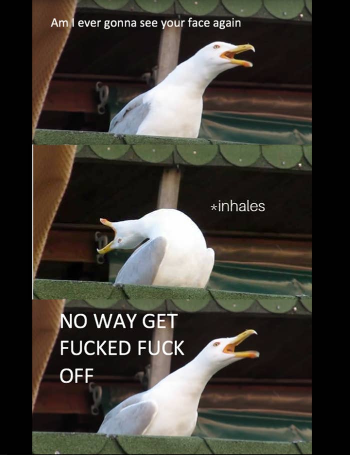 Literally Just 100 Fucking Hilarious Australian Memes