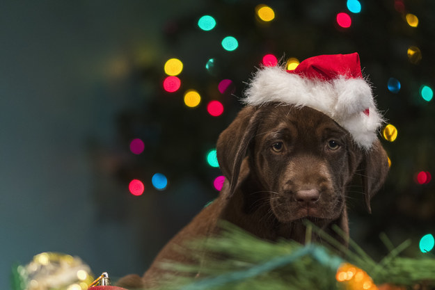 Decorate A Christmas Tree And We'll Give You A Cute Puppy