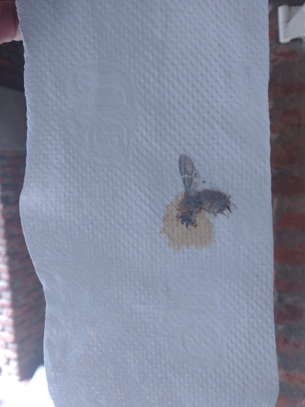 The toilet paper employee who let a literal WASP into a roll.