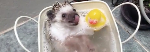 お風呂でキャッキャしているハリネズミが天使級の可愛さだから 見てみて