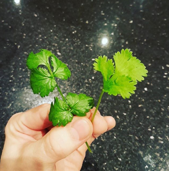 That this divisive herb is called cilantro.