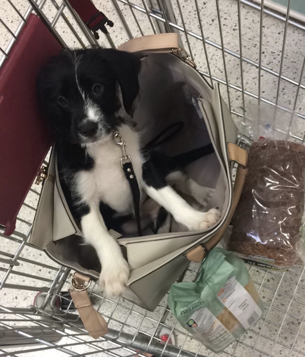 You've taken them to the grocery store because shopping is boring and they make for excellent company.