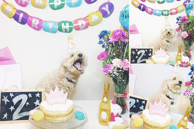 You've gone ALL OUT celebrating your dog's birthday in only the most extravagant way.