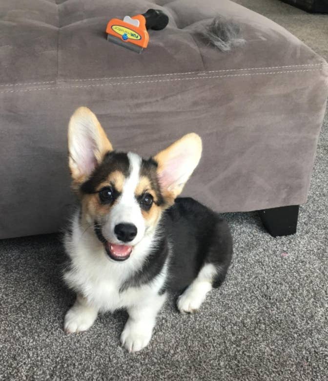 If You Have Pet Hair Everywhere Then You Need To Try This De