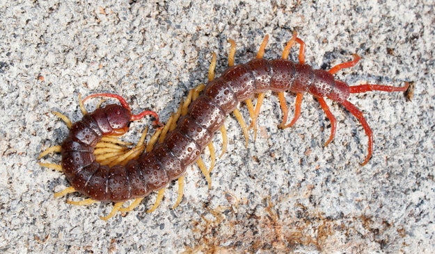 Vietnamese Centipedes