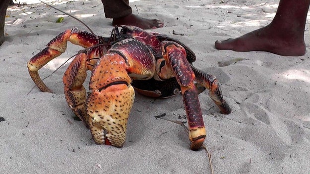 Coconut Crabs