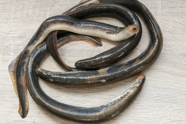 Lampreys