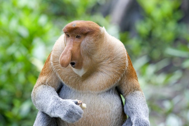 Proboscis Monkeys