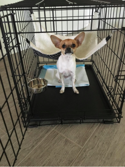 small crate for chihuahua