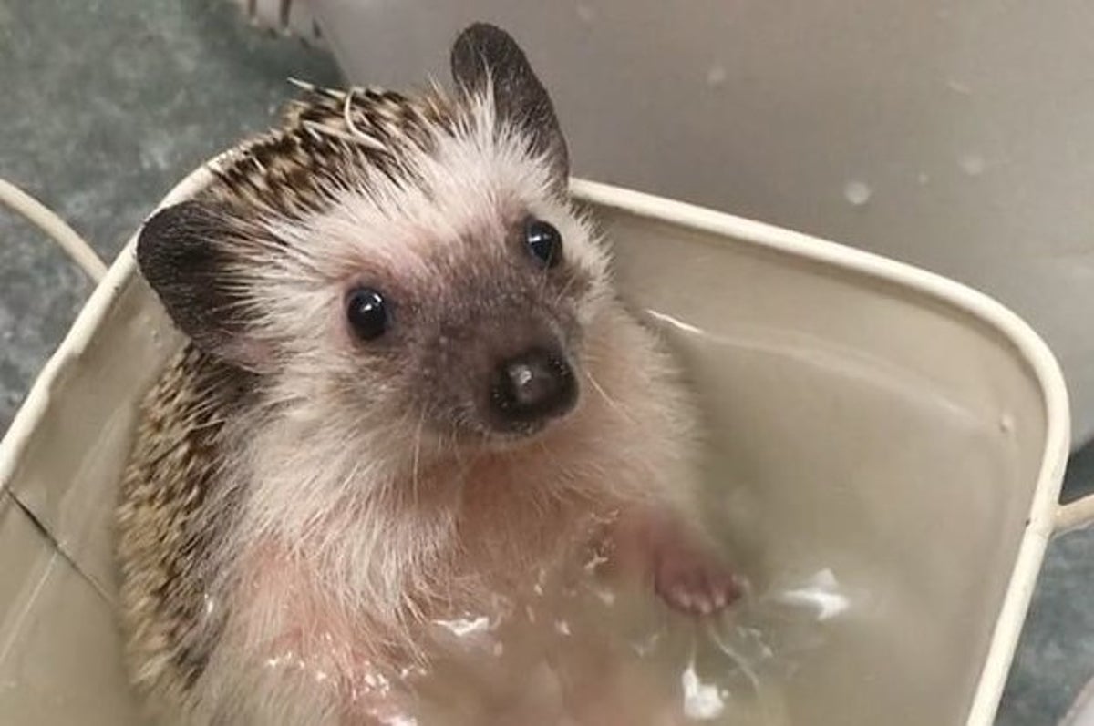 Here S An Adorable Hedgehog Taking A Bath Because The World Can Still Be Pure And Good