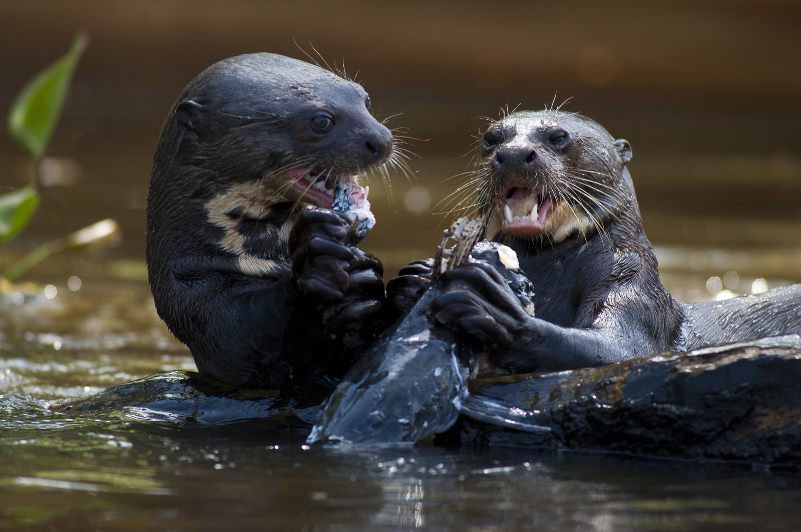 The Playful Otter: Bendaroos