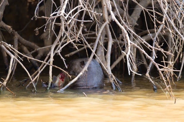 And they are some GODDAMN BLOODTHIRSTY RIVER TERRORS.