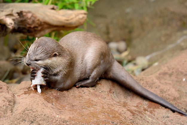 I'd think about how cute they are, eating their lil fishies.