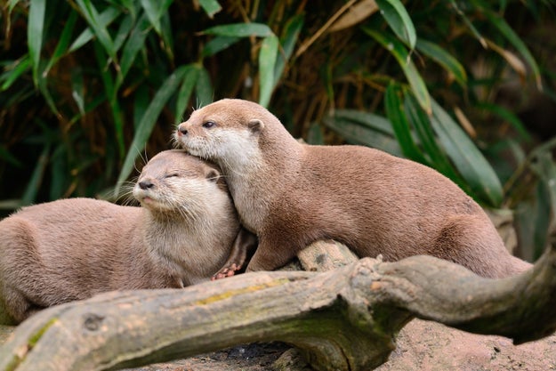 So, to recap: all otters are just snuggly bundles of joy, right?