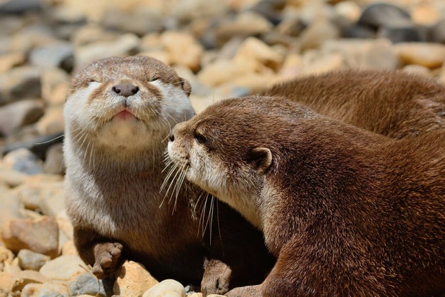 I mean, just look at their wittle whiskery faces!