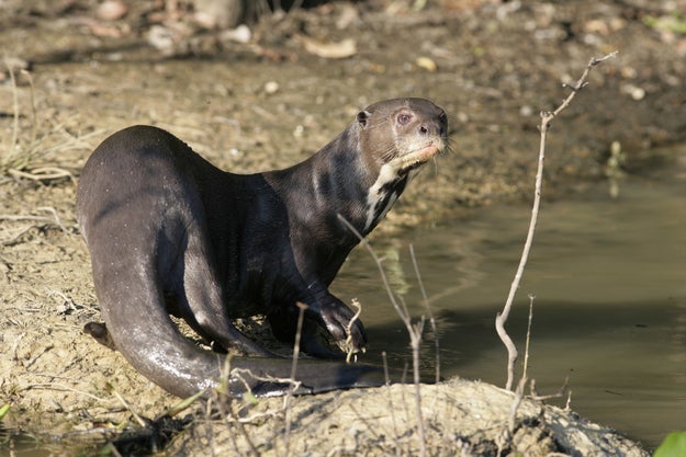 **This** is the giant river otter: the carnivorous, 75-pound older cousin of those cutesy lil aquatic buddies we're used to.