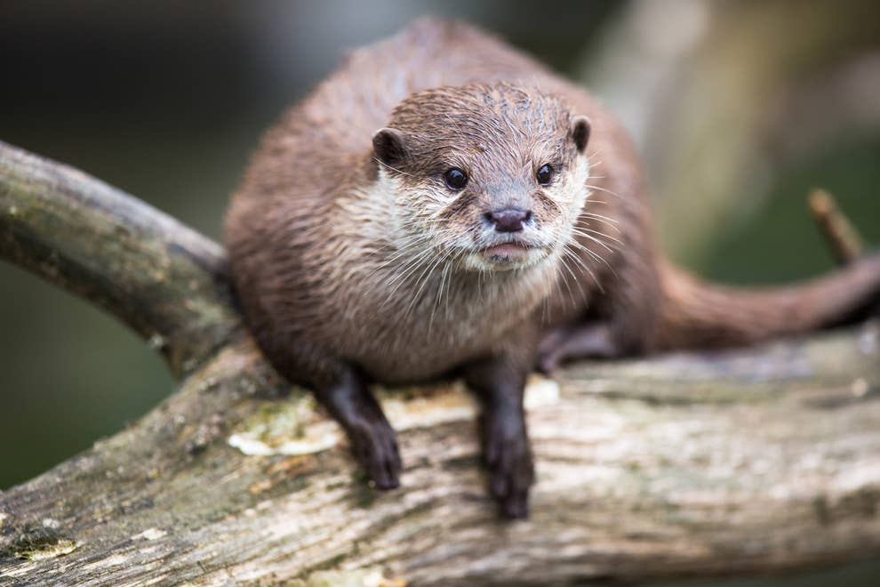 If You Thought Otters Were Just Cute And Cuddly Lil River Buddies These Photos Will Make You Reconsider If You Thought Otters Were Just Cute And Cuddly Lil River Buddies These Photos Will Make You Reconsider