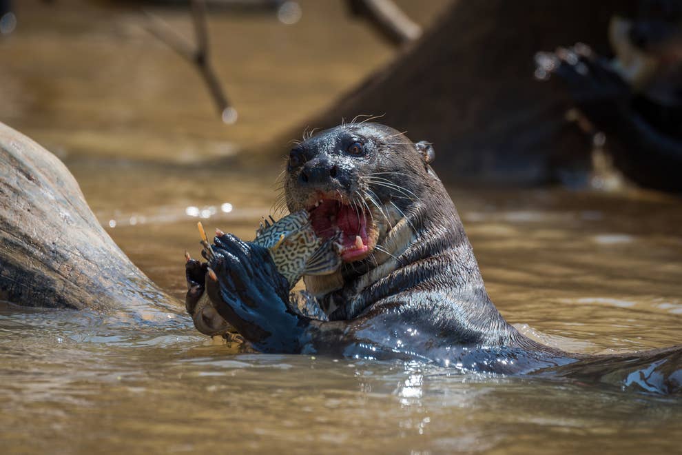 If You Thought Otters Were Just Cute And Cuddly Lil River Buddies These Photos Will Make You Reconsider If You Thought Otters Were Just Cute And Cuddly Lil River Buddies These Photos Will Make You Reconsider