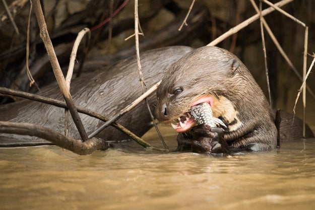 LOOK AT THESE TEETH.