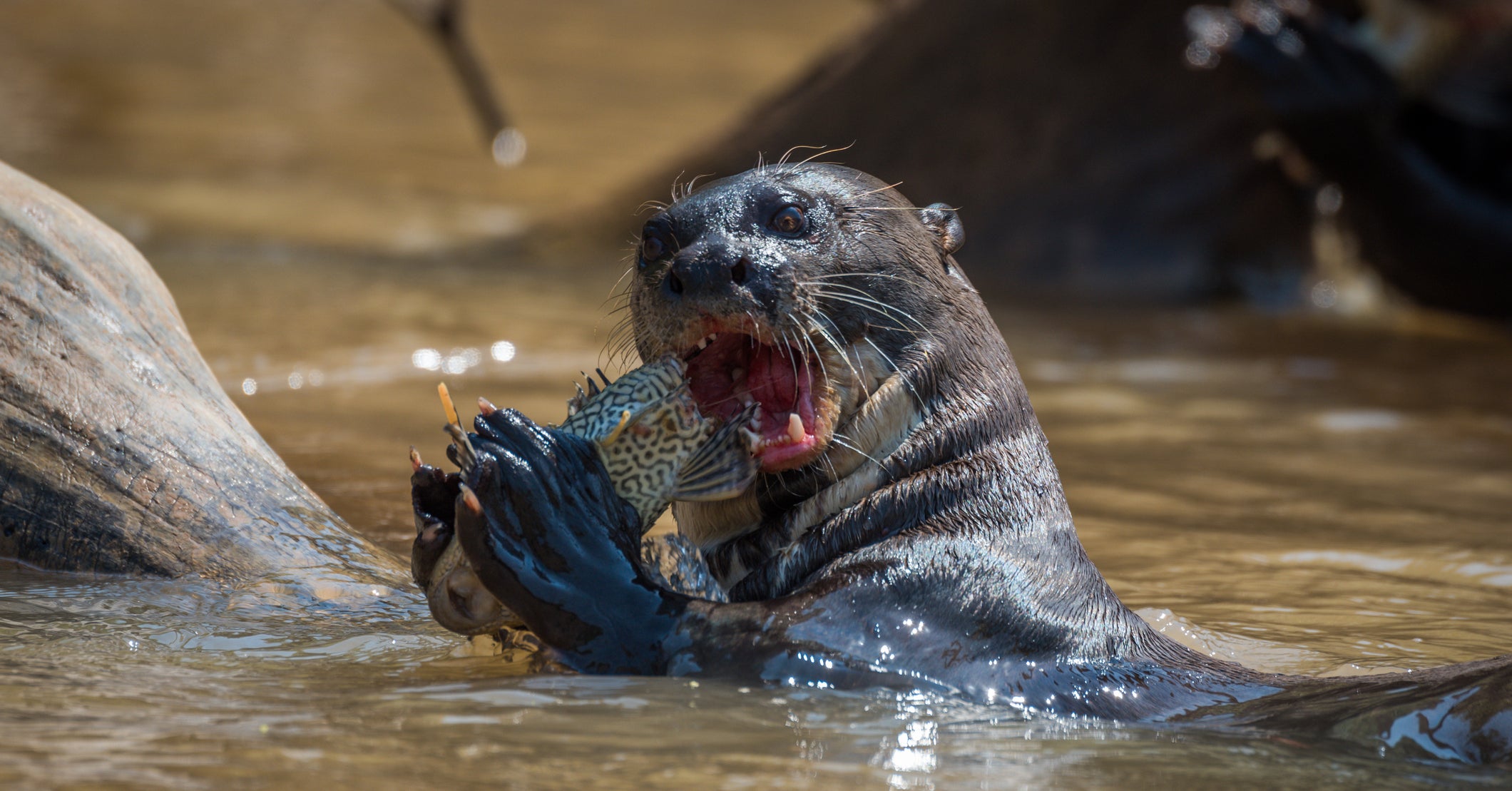「殺人鬼みたいなカワウソがいる」っていうから検索したらまじで殺人鬼だった