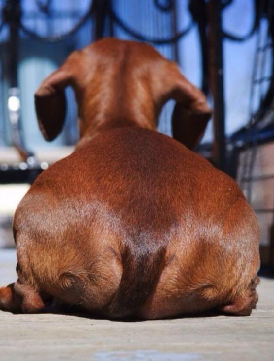 are-these-zoomed-in-pics-of-dogs-or-something-else-entirely