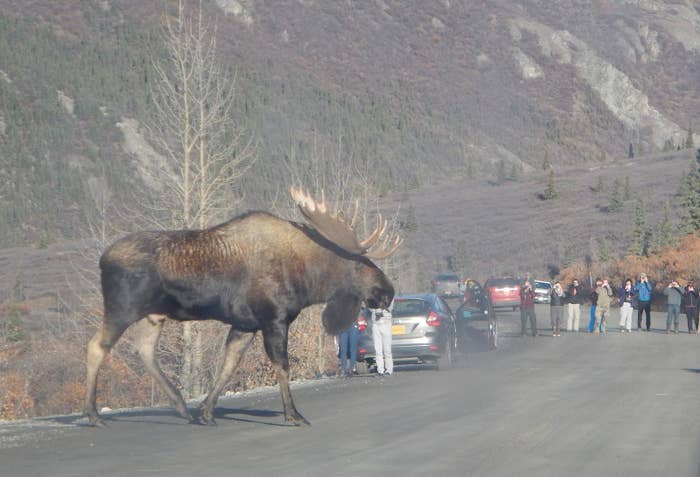I Never Realised How Huge Moose Are And Now I M Freaking Out