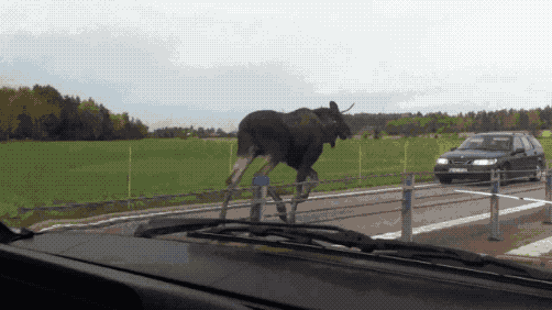 how big do moose get