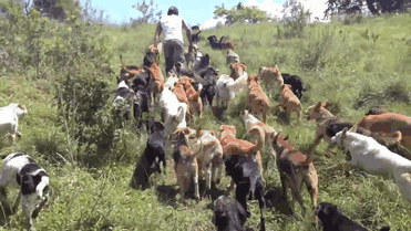 It means "land of the strays", and visitors can hike through the surrounding mountains accompanied by 970 overjoyed dogs. The sanctuary is run by a team of volunteers, so give them some donations if you can. TL;DR: Heaven exists.